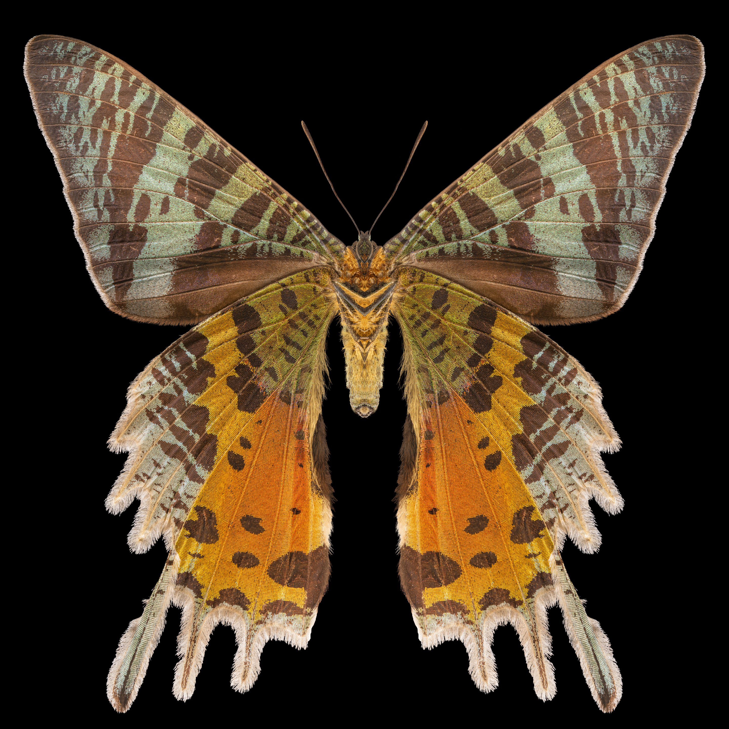 Sunsetmoth