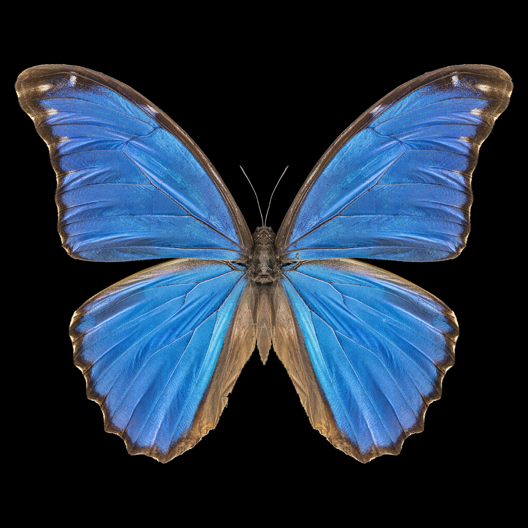 Amy Perlmutter, Steel Blue Morpho, 2019, multi photographic image, 40 x 40 inJPG