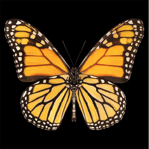 Monarch Butterfly, 2019, digital inkjet print, 40 x 40, edition of 20