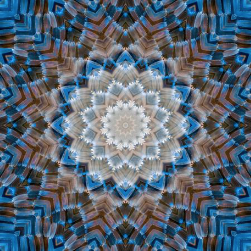 Steel Blue Morpho Mosaic #4, 2019, digital inkjet print, 12 x 12, edition of 20